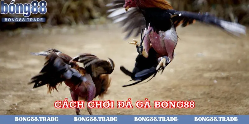 Đá gà Bong88 có cách chơi cực kỳ đơn giản, dễ hiểu