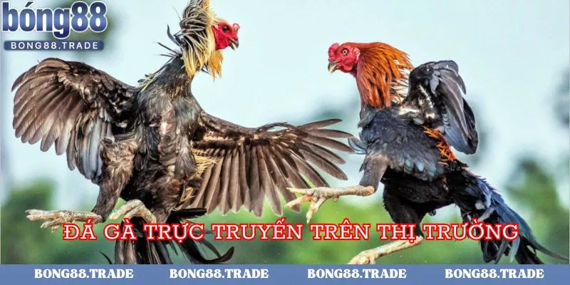 Đá gà trực tuyến trên thị trường hiện nay cực kỳ phát triển
