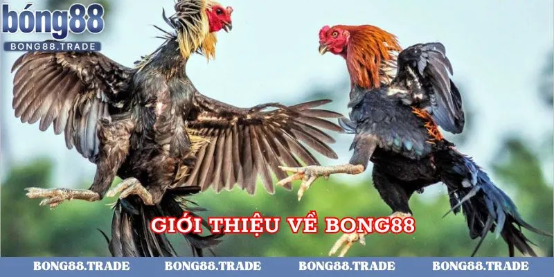 Bong88 là điểm đến hấp dẫn và lý tưởng cho bạn