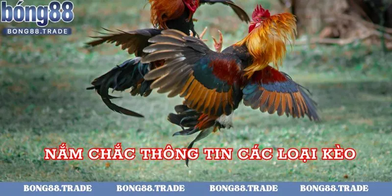 Nắm chắc các thông tin về các loại kèo đá gà